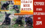 СОС1 Жертва догхантеров! Срочно нужна предержка!