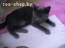 СРОЧНО отдам котенка