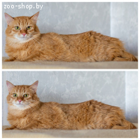 Стерилизованные (кастрированные) котики в дар