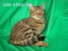 Тимоша – котенок-лесовичек в дар!