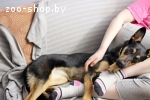 Топуша ищет свою семью!