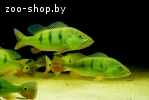 Цихла оцеллярис (Cichla ocellaris)