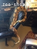Удав Boa constrictor imperator морфа Geth. Max Caramel