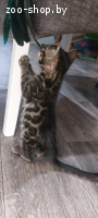 Угольная бенгальская кошка