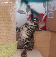 Угольная бенгальская кошка