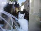 В дар белоснежные котята