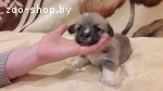 Вельш корги Пемброк щенки
