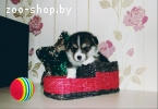 Вельш Корги Пемброк