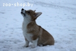 Вельш корги пемброк