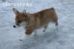 Вельш корги пемброк