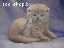 Вислоухие котята скотиш-фолд и Британские котята.