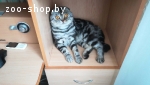 Вислоухие котята