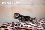 Вислоухие котята