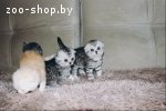 Вислоухие котята