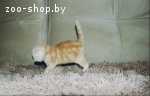 Вислоухие котята