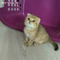 ВИСЛОУШКИ ДЕВОЧКИ