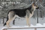 Восточноевропейской овчарки щенки