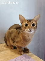 Вязка абиссинский кот