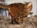 Вязка бенгальских кошек Питомник бенгальских кошек  sunnybun
