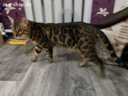 Вязка бенгальских кошек
