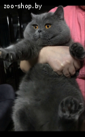 Вязка.Британский кот голубого окраса
