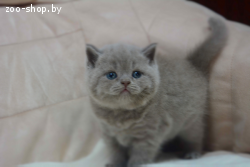 Вязка.Британский кот голубого окраса