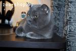 Вязка - Британский кот - Show class