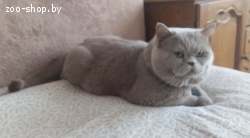 Вязка. Британский кот.