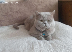 Вязка. Британский кот.