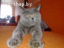 Вязка Британский кот