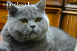 Вязка Чистокровный Британский кот