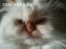 вязка кошек
