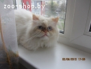 вязка кошек