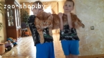 Вязка мейн-куна