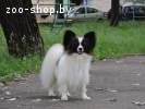 Вязка папильона