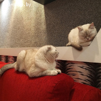Вязка шотландский вислоухий кот