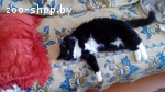 Заберите кота, а то его усыпят