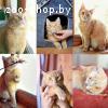ЗАМЕЧАТЕЛЬНЫЙ КОТИК В ДАР!