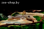 Жирафовый сом